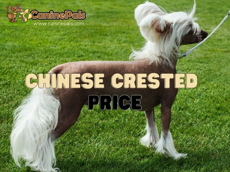 Complete Details of Chinese Crested Dog Price Information - Canine Pals