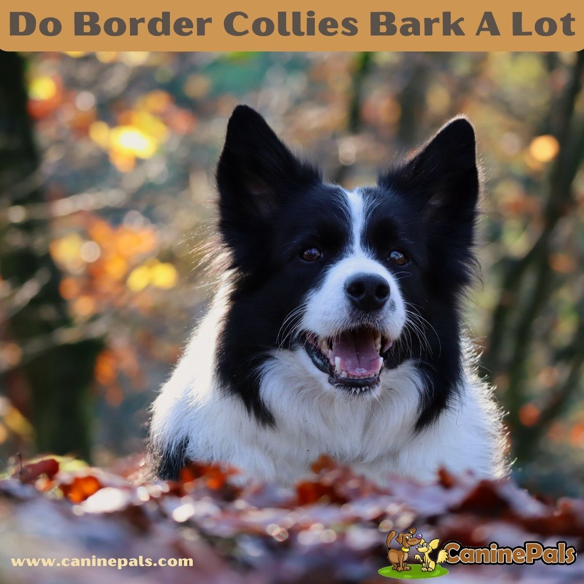 Do Border Collies Bark A Lot