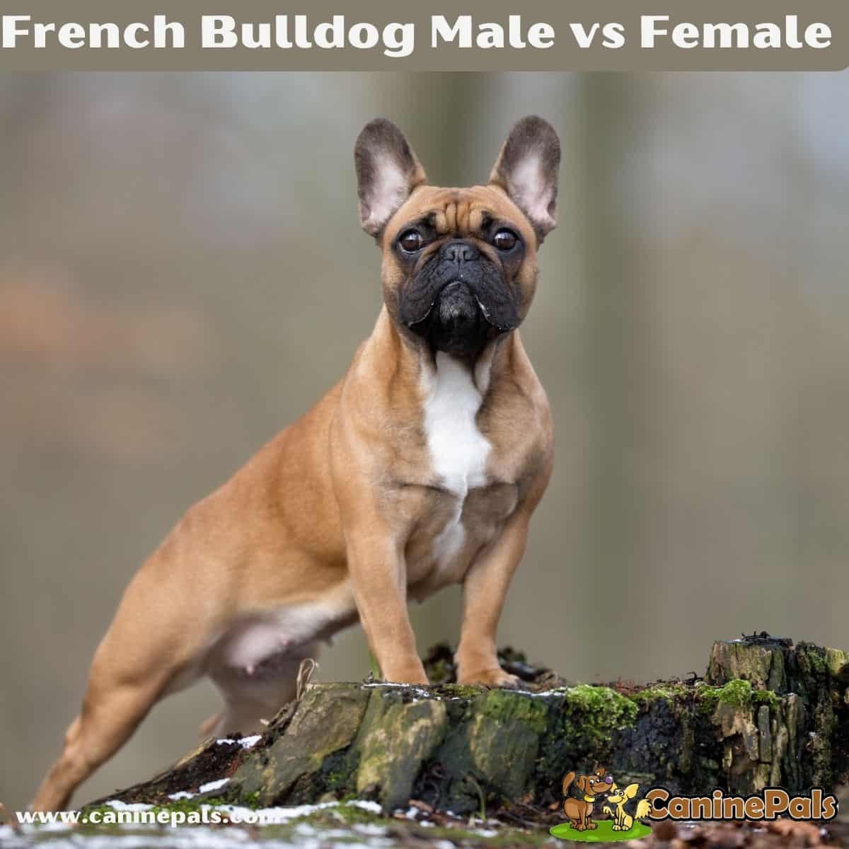 French Bulldog Male vs.Female