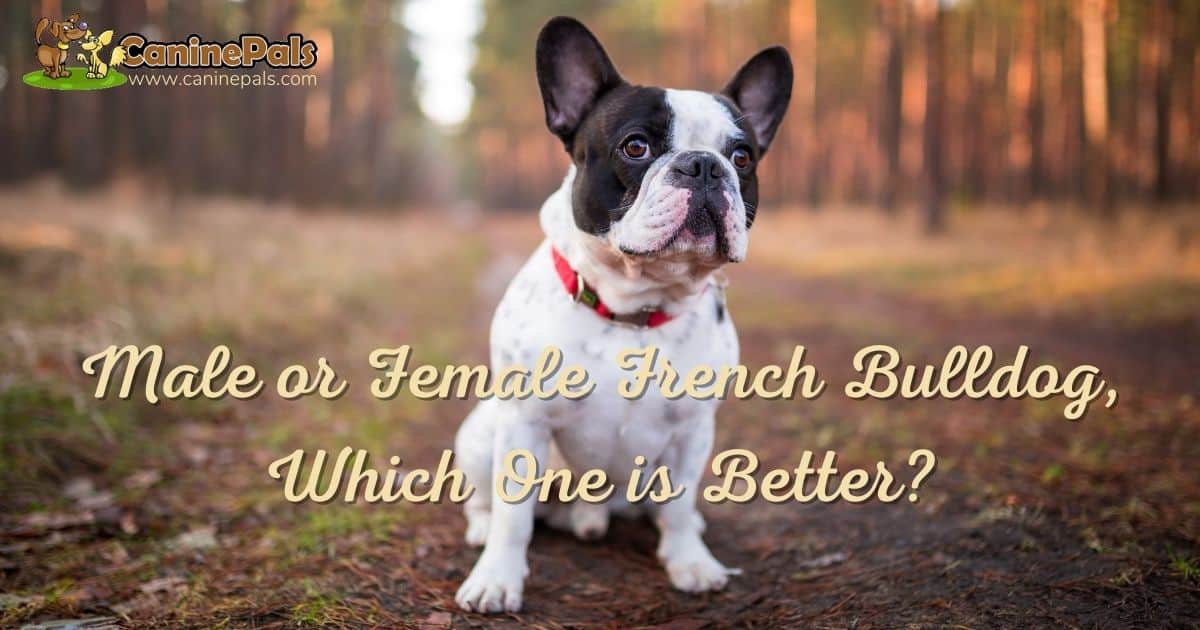 Male or Female French bulldog