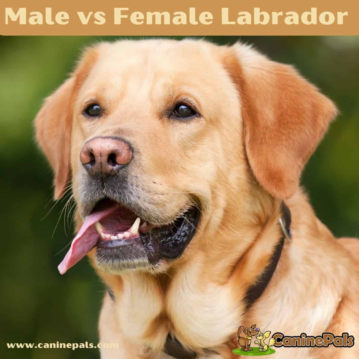 Male vs Female Labrador 