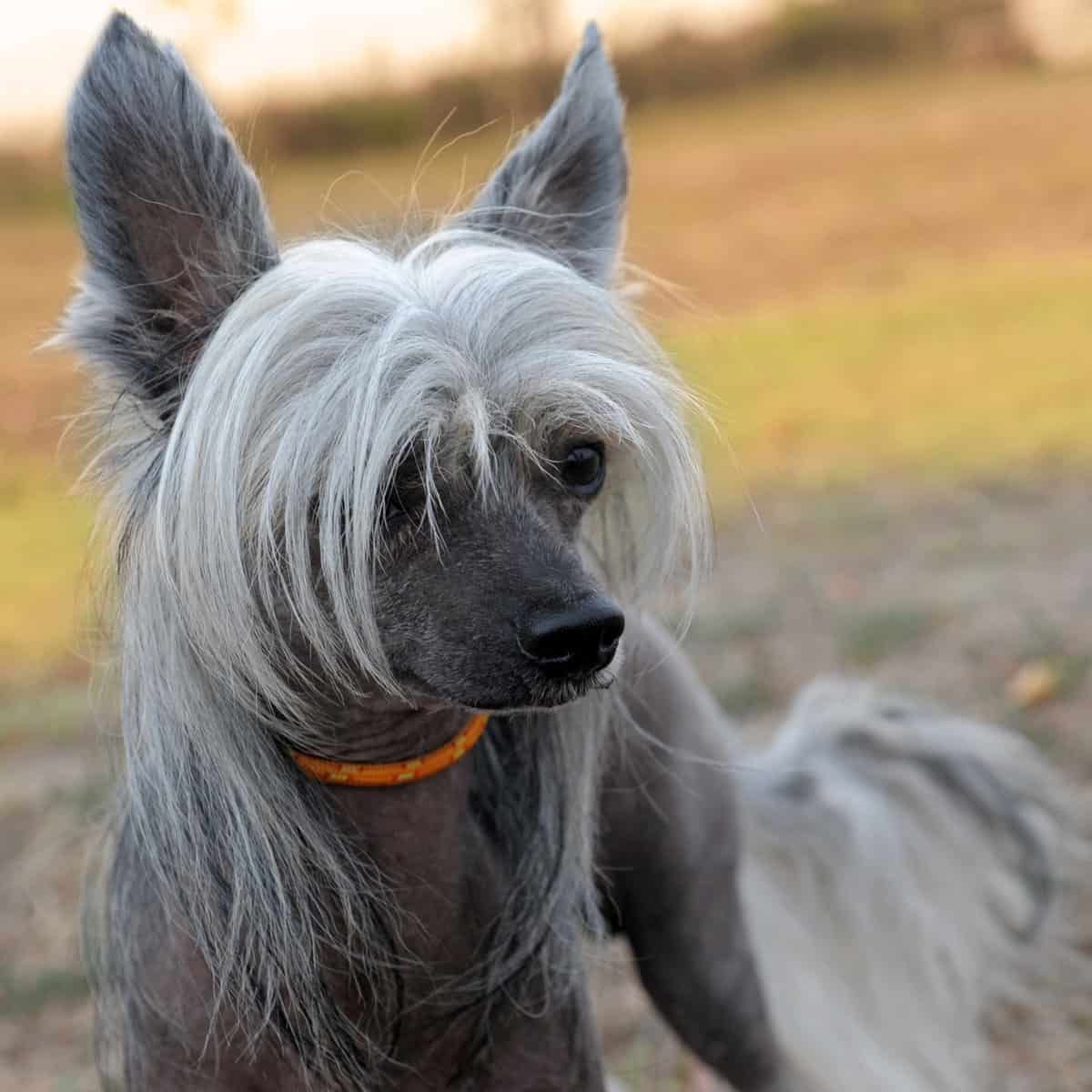 Chinese Crested Dog