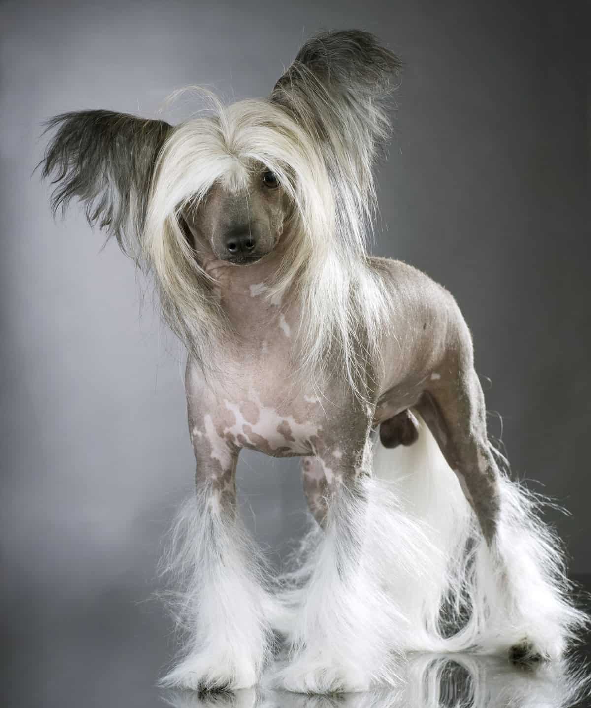 Chinese Crested Dog