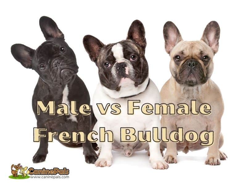 male vs female french bulldog