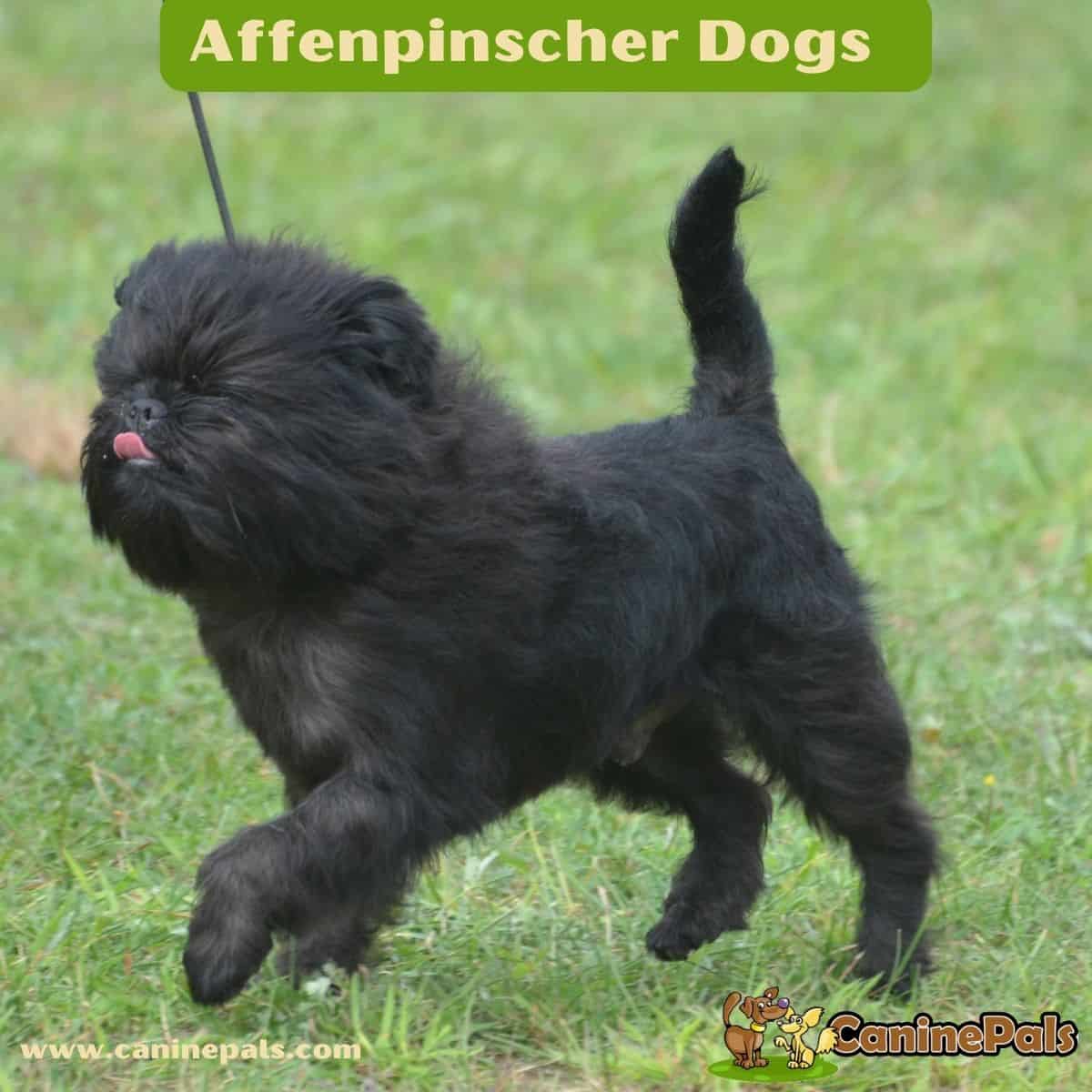 are affenpinscher puppies lazy