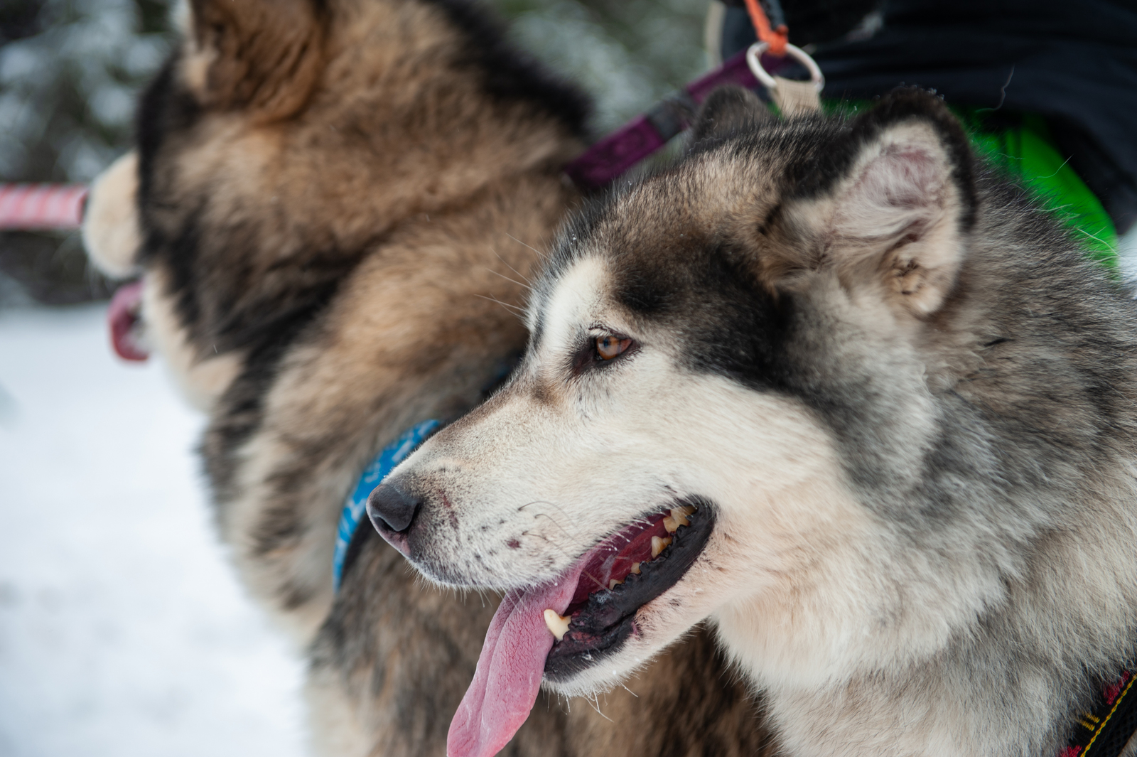 Alaskan Malamutes