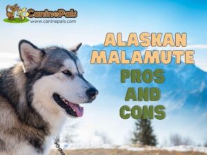 Alaskan Malamute Pros and Cons