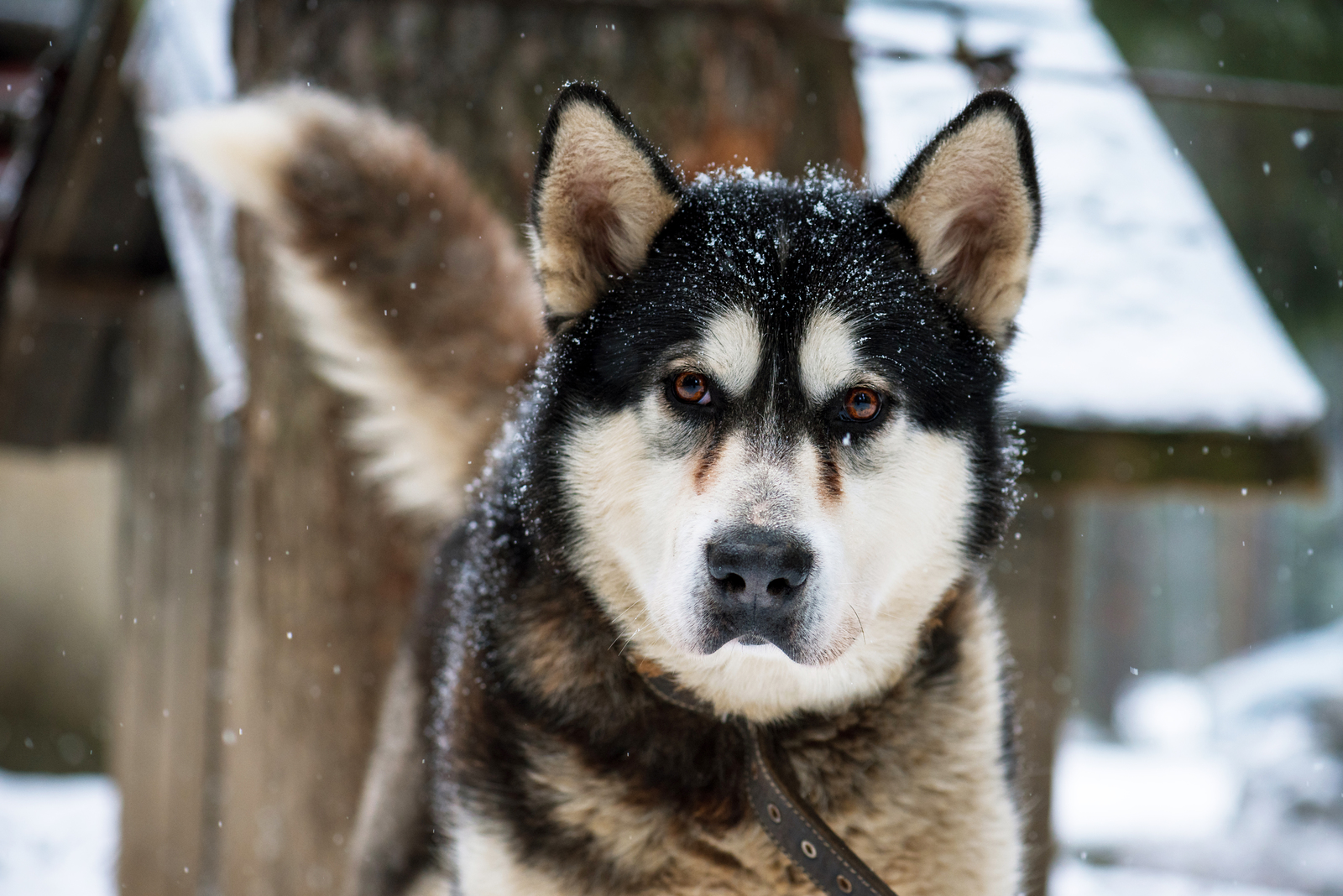 Alaskan Malamute