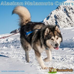 Alaskan Malamute Colors