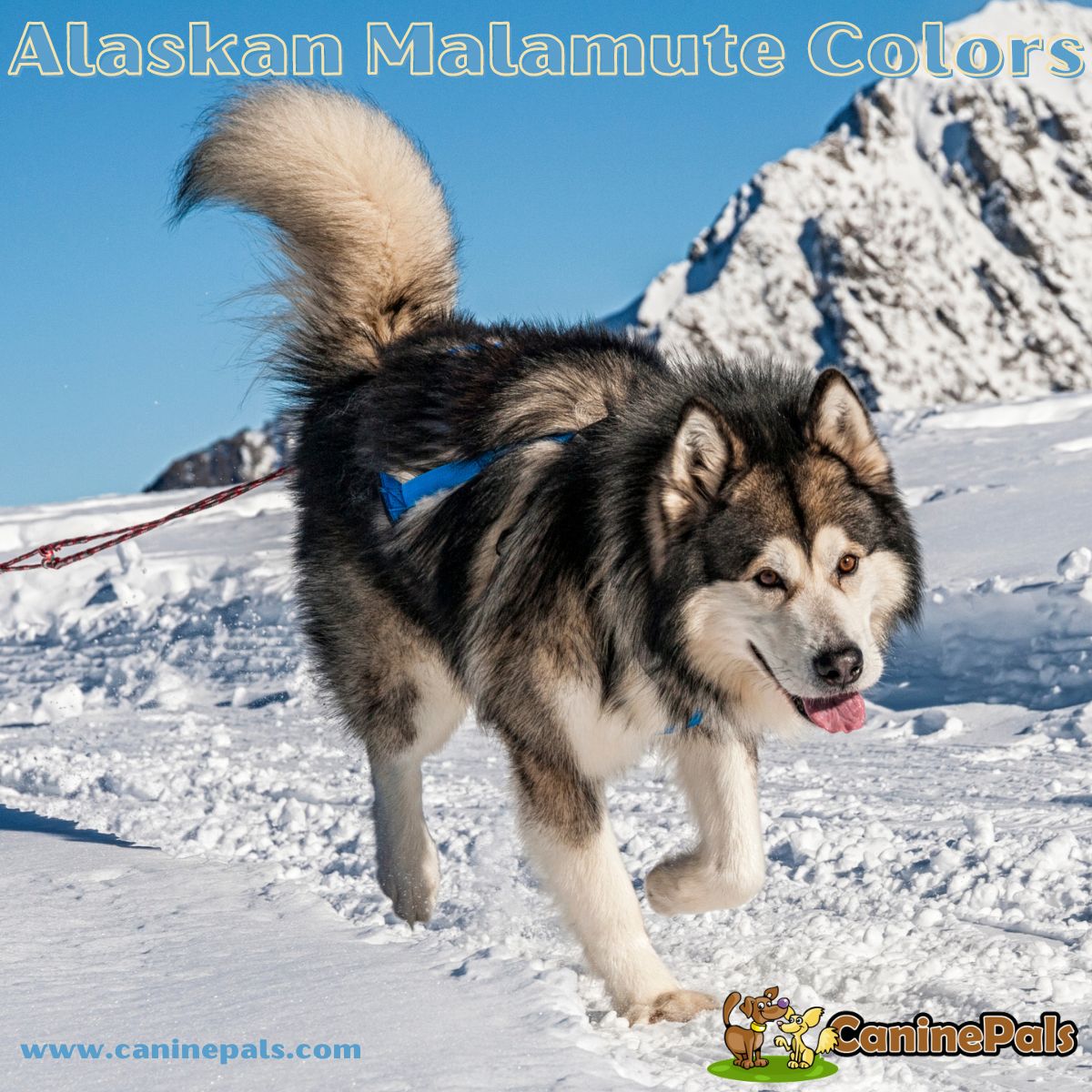 alaskan malamute how big do they grow