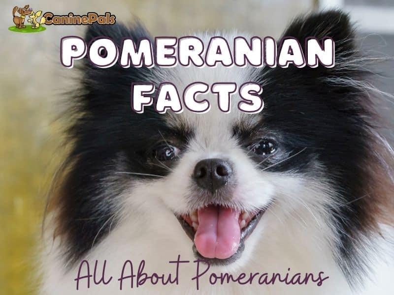 All About Pomeranians