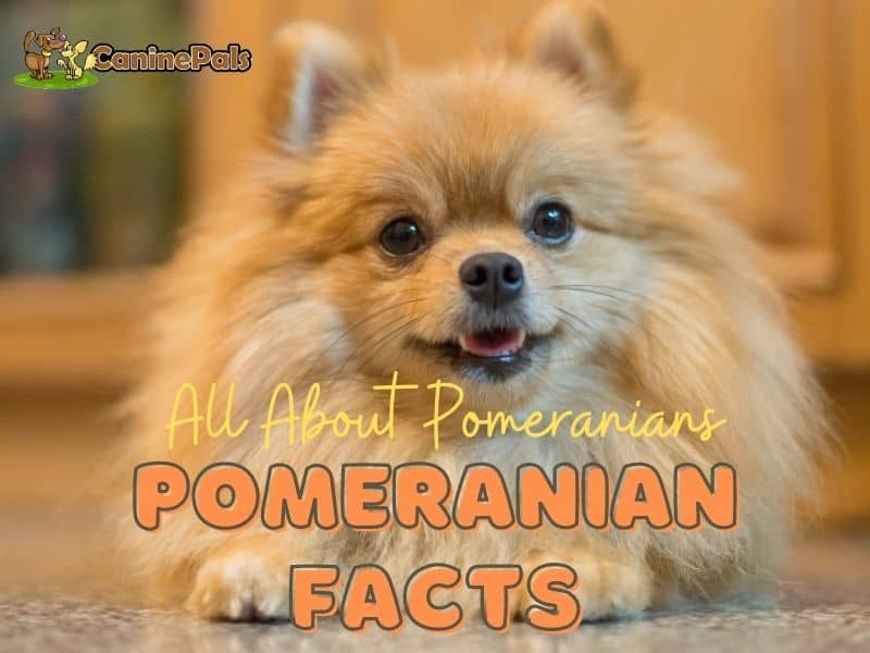 All About Pomeranians
