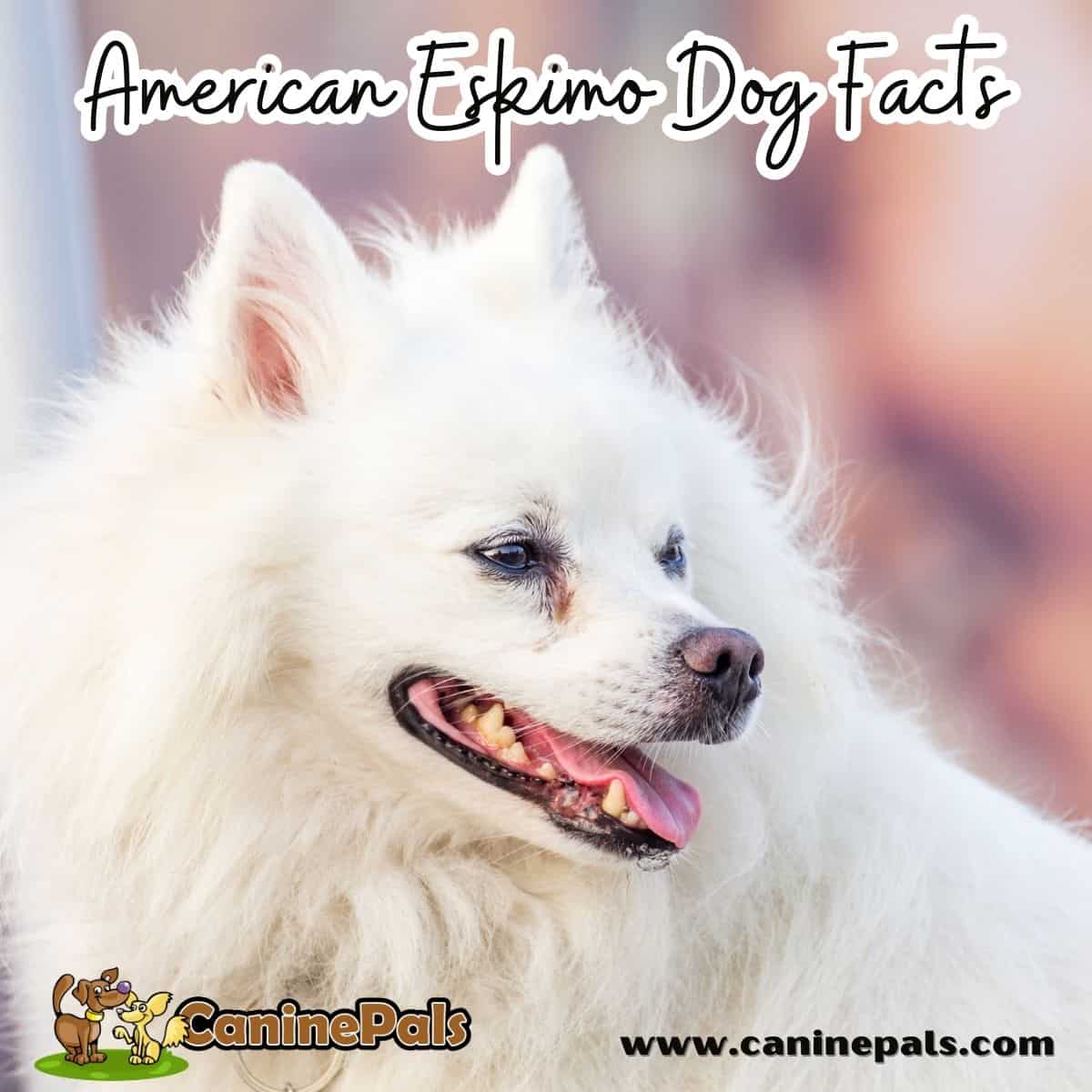 American Eskimo Dog Facts