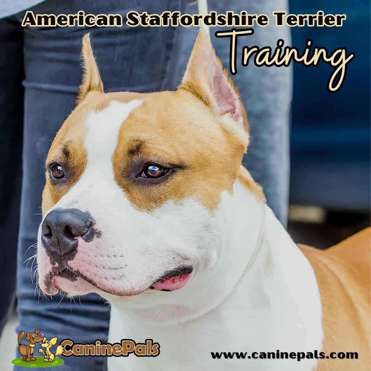 American Staffordshire Terrier Training