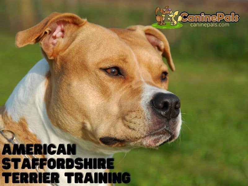 American Staffordshire Terrier Training