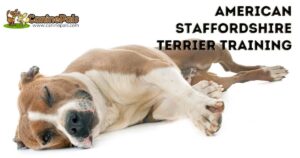 American Staffordshire Terrier Training
