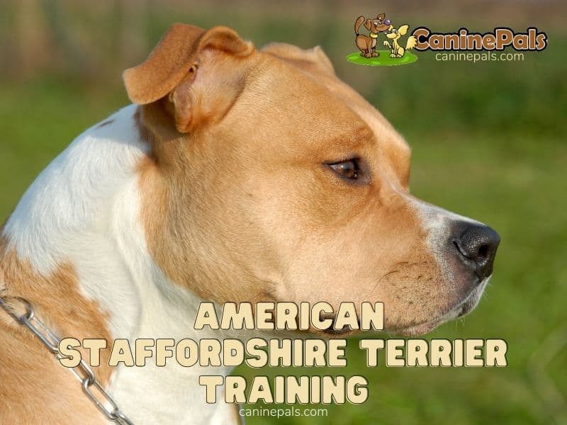 American Staffordshire Terrier Training