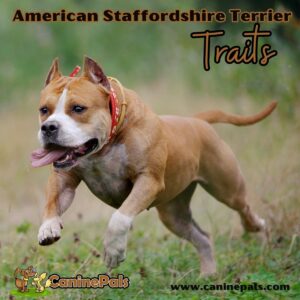 American Staffordshire Terrier Traits