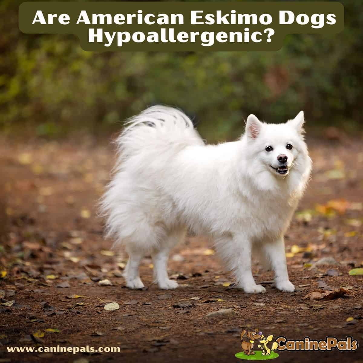 are japanese spitz hypoallergenic