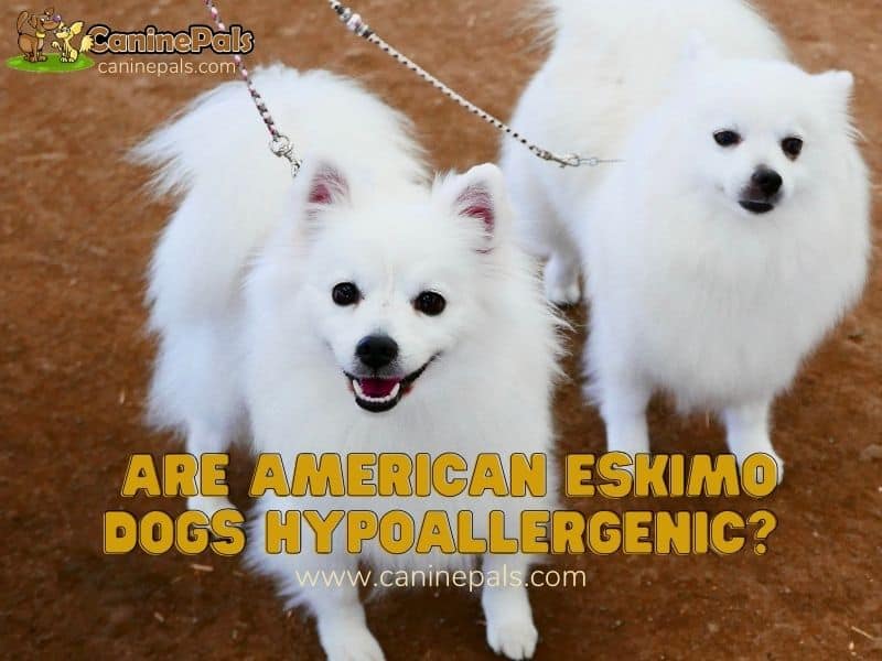 Are American Eskimo Dogs Hypoallergenic?