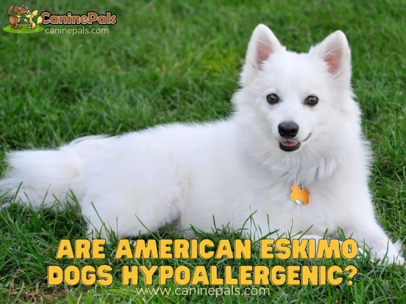 Are American Eskimo Dogs Hypoallergenic?