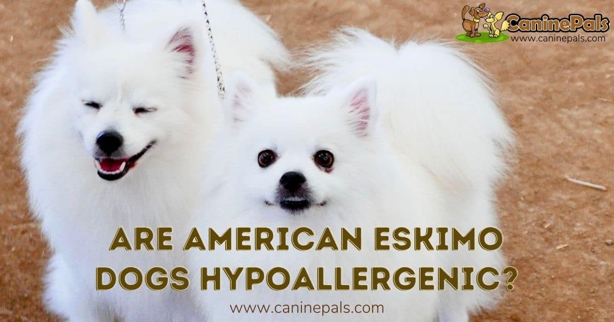 american eskimo dogshedding a lot