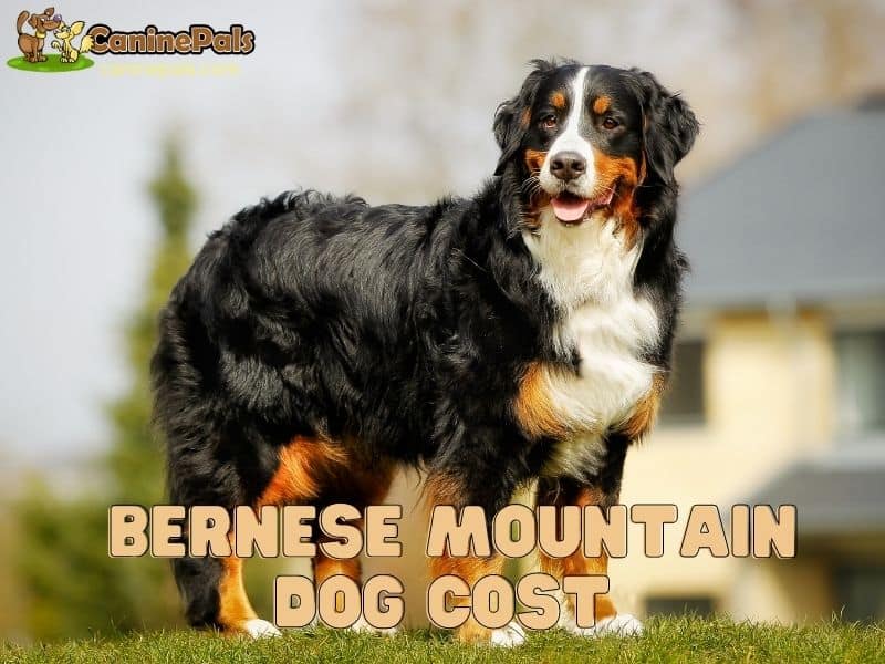 Bernese Mountain Dog Cost Explained