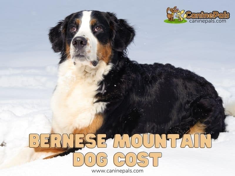 Bernese Mountain Dog Cost