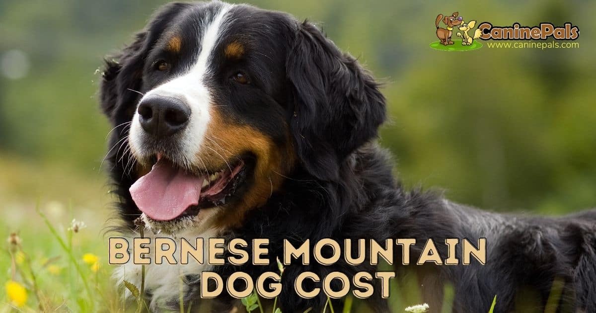 Bernese Mountain Dog Cost