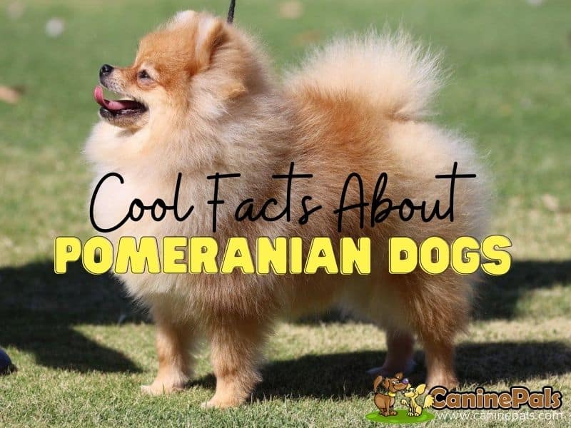 Cool Facts About Pomeranians