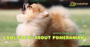 Cool Facts About Pomeranians