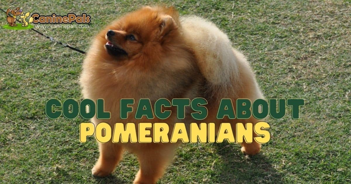 Cool Facts About Pomeranians