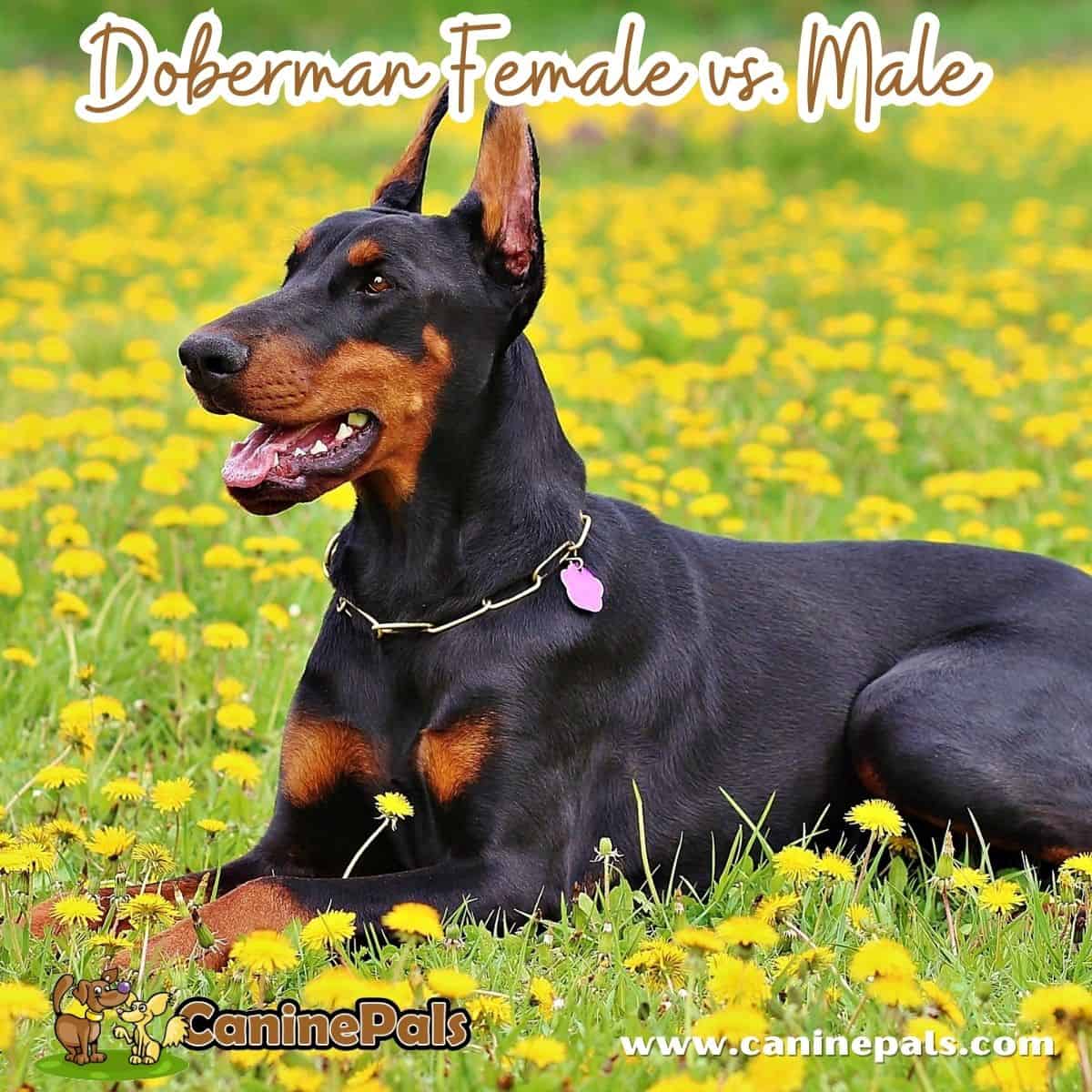 Doberman Female vs. Male