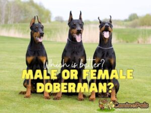 Male or Female Doberman: Which is better?