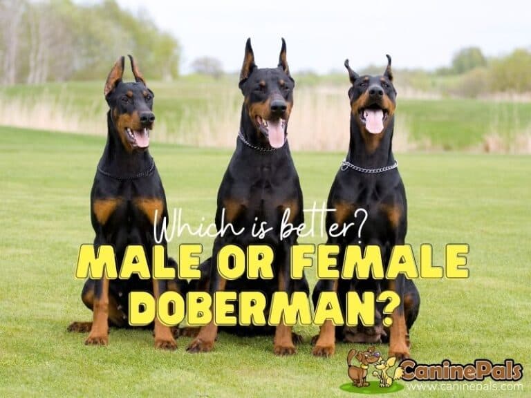Doberman Pinscher Male vs Female Which is Better Canine Pals
