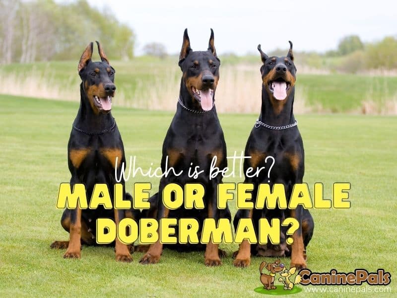 are male or female dobermans better