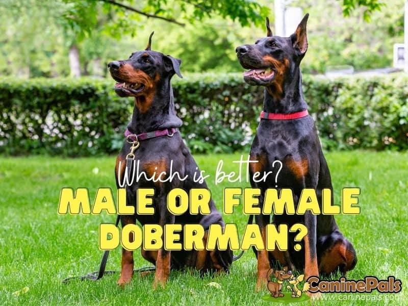 are male or female dobermans better