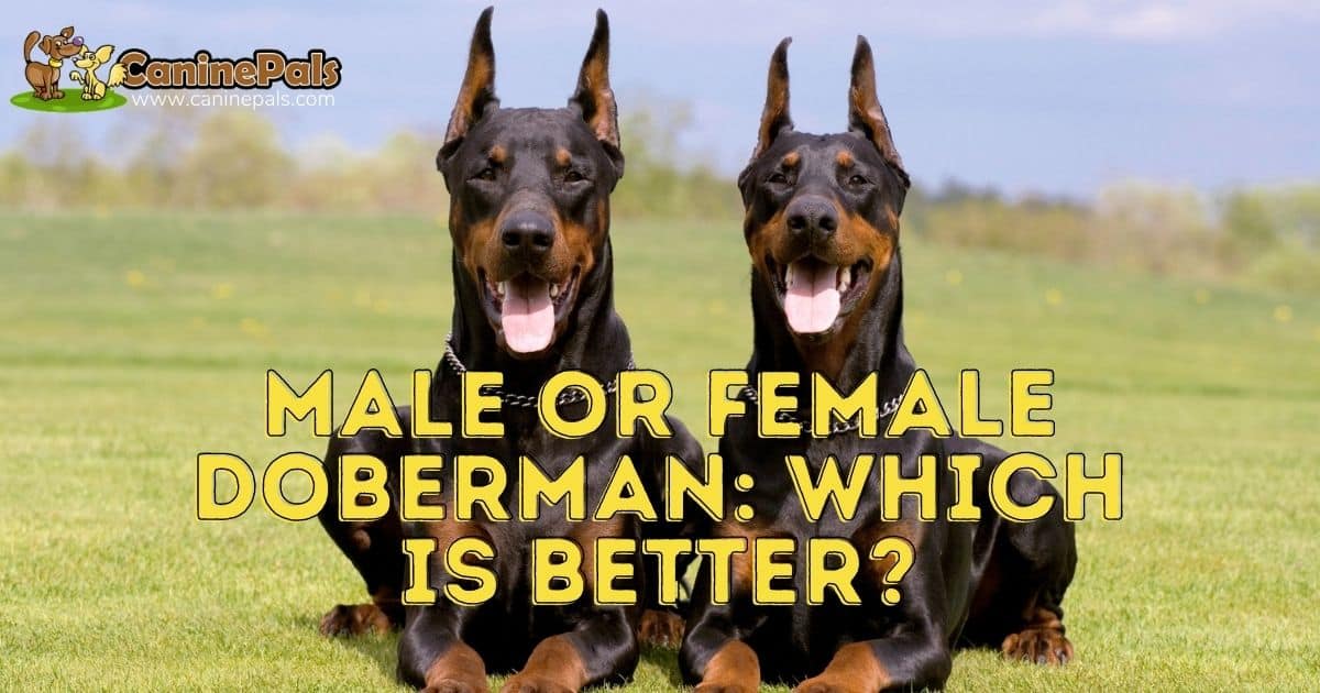 how big does a female doberman get