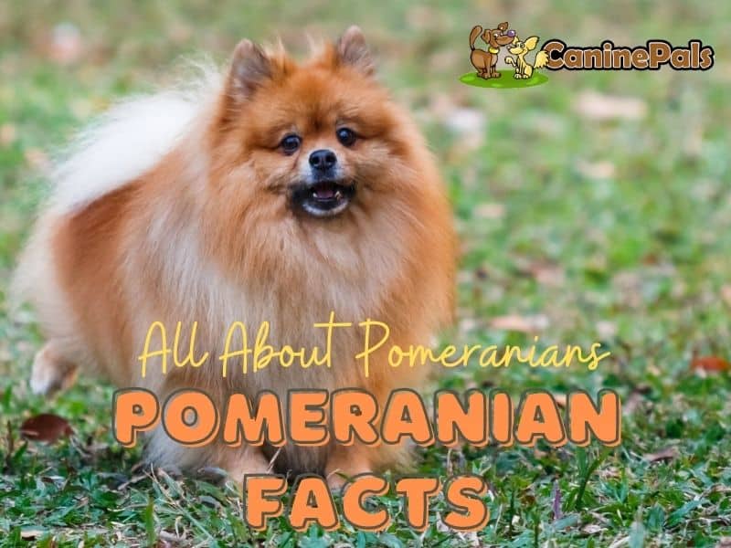 Pomeranian Facts