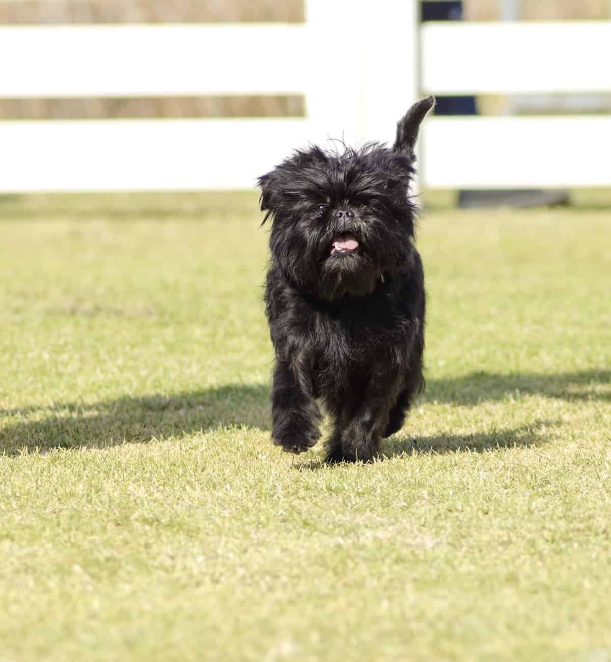 are affenpinscher puppies lazy