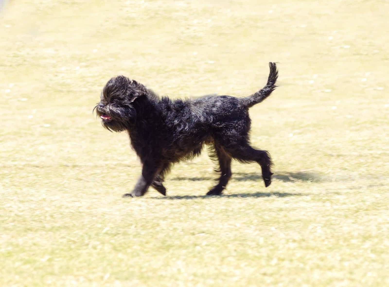 are affenpinscher puppies lazy