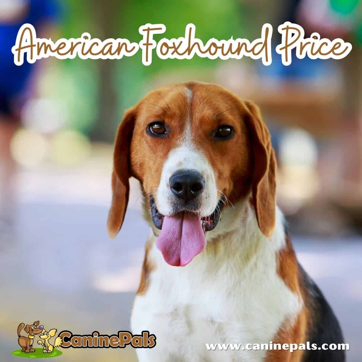 American Foxhound Price