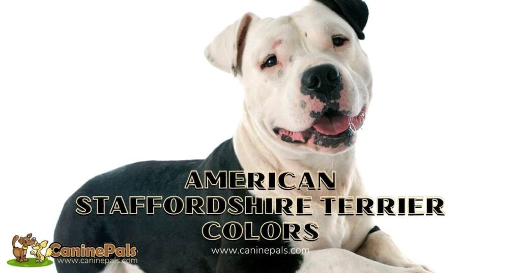 American Staffordshire Terrier Colors Canine Pals