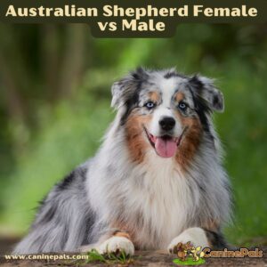 Australian Shepherd Female vs Male