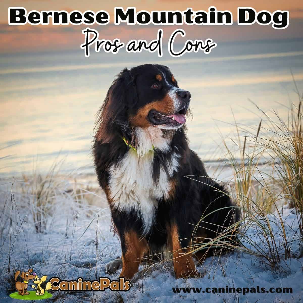 Bernese Mountain Dog Pros and Cons