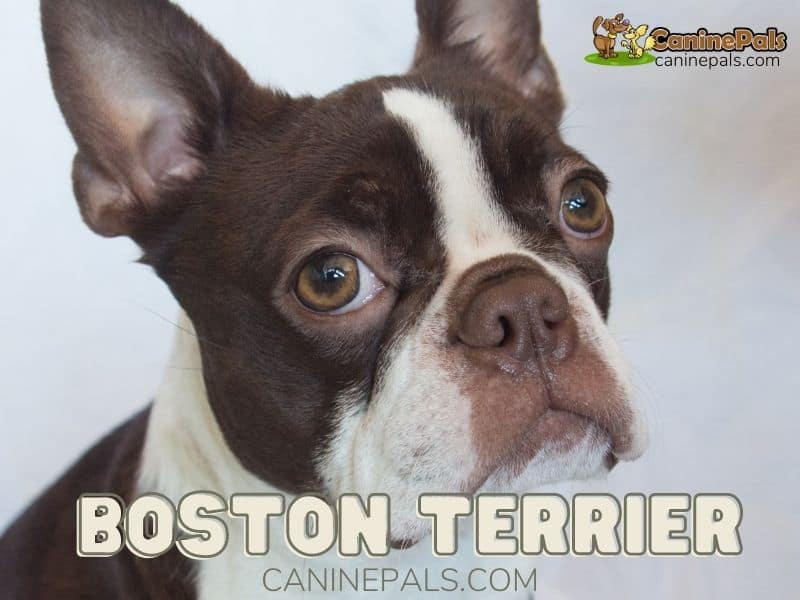 All Blue Boston Terrier Details - Canine Pals