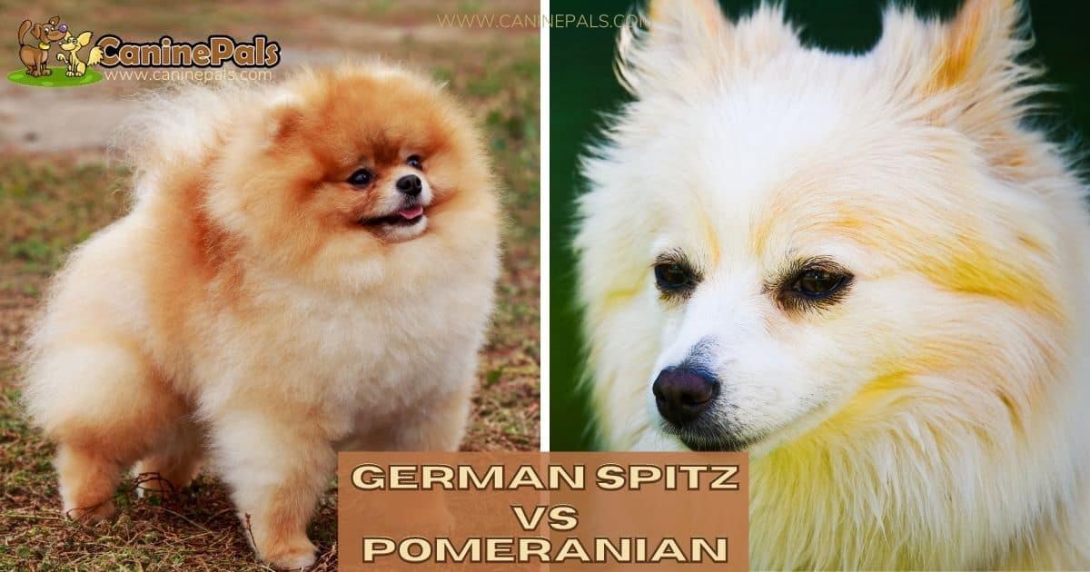 German Spitz Vs Pomeranian