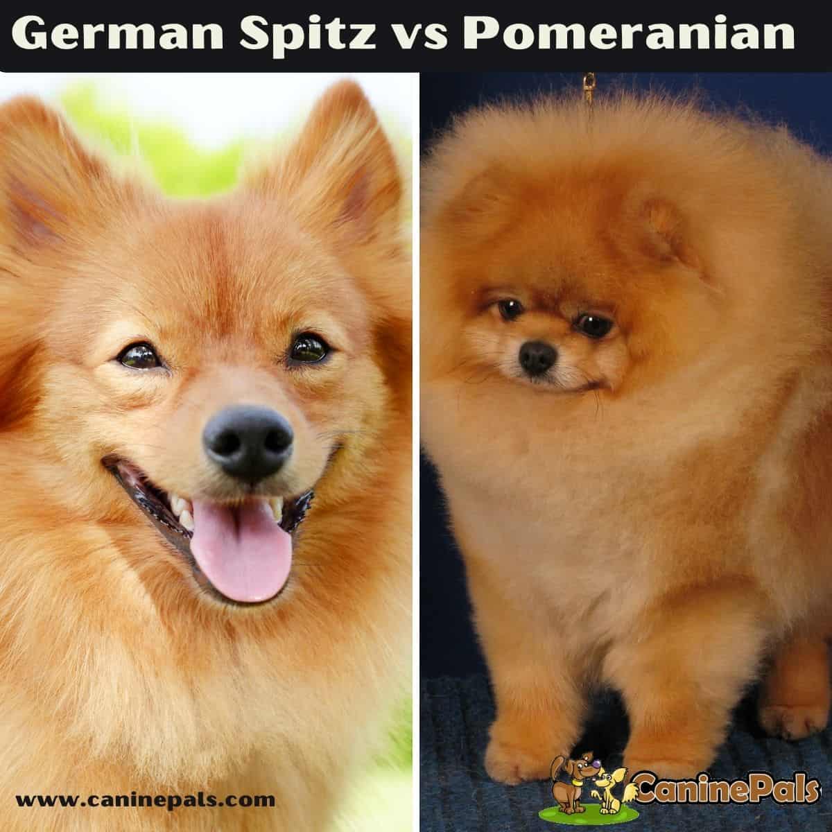 German Spitz vs Pomeranian