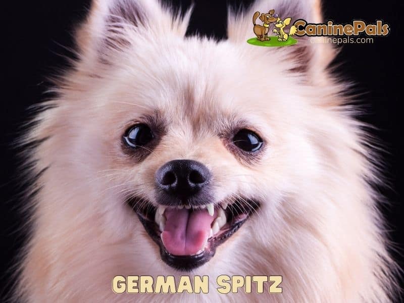 German Spitz