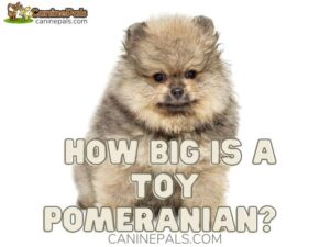 How Big is a Toy Pomeranian?